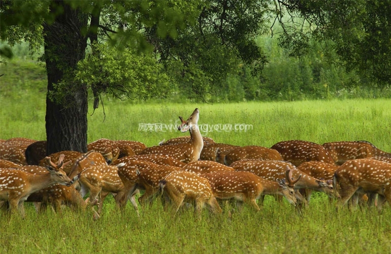 誉铖康郡尚品周边配套：枫木鹿场